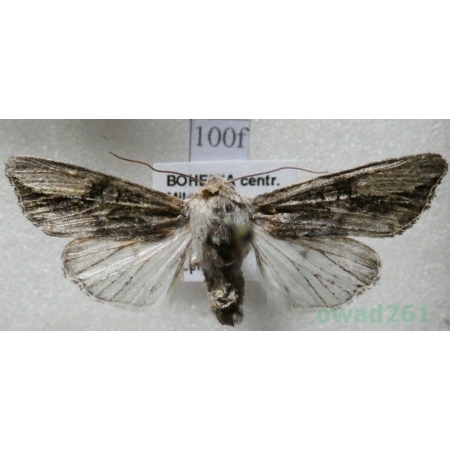 Egira conspicillaris (Linnaeus, 1758) Gaszka zorzyca Czech100f